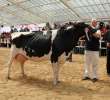 VII Ogólnopolska Wystawa Bydła Hodowlanego - 5