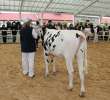 VII Ogólnopolska Wystawa Bydła Hodowlanego - 17