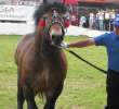 Konie - Szepietowo 2012 XIX Regionalna Wystawa Zwierząt Hodowlanych - 34