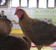 Drób - Szepietowo 2012 XIX Regionalna Wystawa Zwierząt Hodowlanych - 16