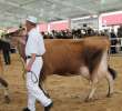 VII Ogólnopolska Wystawa Bydła Hodowlanego - 119