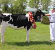 VII Ogólnopolska Wystawa Bydła Hodowlanego - 2