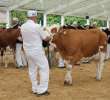 Prezentacja Championów na VII Ogólnopolskiej Wystawie Bydła Hodowlanego w Sielinku 2012 - 29