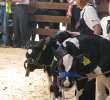 Młody Hodowca - Szepietowo 2012 - 36