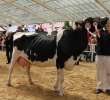 VII Ogólnopolska Wystawa Bydła Hodowlanego - 8