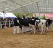 VII Ogólnopolska Wystawa Bydła Hodowlanego - 54