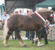 Konie - Szepietowo 2012 XIX Regionalna Wystawa Zwierząt Hodowlanych - 28