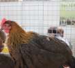 Drób - Szepietowo 2012 XIX Regionalna Wystawa Zwierząt Hodowlanych - 15