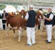 Prezentacja Championów na VII Ogólnopolskiej Wystawie Bydła Hodowlanego w Sielinku 2012 - 16