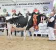 Prezentacja Championów na VII Ogólnopolskiej Wystawie Bydła Hodowlanego w Sielinku 2012 - 7