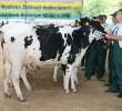 Bydło - Szepietowo 2012 XIX Regionalna Wystawa Zwierząt Hodowlanych - 91