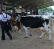 Bydło - Szepietowo 2012 XIX Regionalna Wystawa Zwierząt Hodowlanych - 8