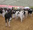 VII Ogólnopolska Wystawa Bydła Hodowlanego - 10