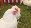 Rhode island white A-33