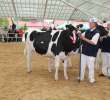 VII Ogólnopolska Wystawa Bydła Hodowlanego - 47