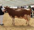 VII Ogólnopolska Wystawa Bydła Hodowlanego - 132