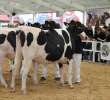 VII Ogólnopolska Wystawa Bydła Hodowlanego - 40