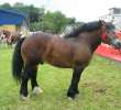 Konie - Szepietowo 2012 XIX Regionalna Wystawa Zwierząt Hodowlanych - 17