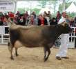 VII Ogólnopolska Wystawa Bydła Hodowlanego - 124