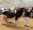 VII Ogólnopolska Wystawa Bydła Hodowlanego - 4