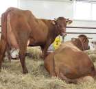 VII Ogólnopolska Wystawa Bydła Hodowlanego - 176