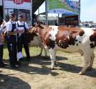 Bydło - Szepietowo 2012 XIX Regionalna Wystawa Zwierząt Hodowlanych - 12