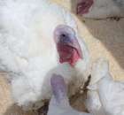 Pierwsze dni indyka w Koźminku