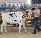 Bydło - Szepietowo 2012 XIX Regionalna Wystawa Zwierząt Hodowlanych - 122