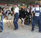 Bydło - Szepietowo 2012 XIX Regionalna Wystawa Zwierząt Hodowlanych - 70