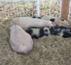 Foto reportaż z Targów Rolno-Ogrodnicze AGROMARSZ Marszew 2011