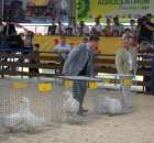 Drób - Szepietowo 2012 XIX Regionalna Wystawa Zwierząt Hodowlanych - 10