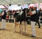 VII Ogólnopolska Wystawa Bydła Hodowlanego - 139