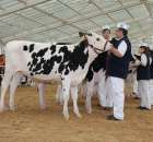 VII Ogólnopolska Wystawa Bydła Hodowlanego - 6