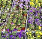 Foto reportaż z Targów Rolno-Ogrodnicze AGROMARSZ Marszew 2011