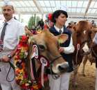 VII Ogólnopolska Wystawa Bydła Hodowlanego - 60