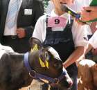 Młody Hodowca - Szepietowo 2012 - 60