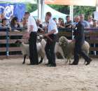 Owce - Szepietowo 2012 XIX Regionalna Wystawa Zwierząt Hodowlanych - 32