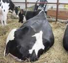 VII Ogólnopolska Wystawa Bydła Hodowlanego - 168