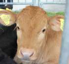 VII Ogólnopolska Wystawa Bydła Hodowlanego - 101