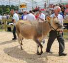 Nagordy dla superchampionów i championów  - 12