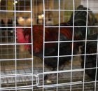 Foto reportaż z Międzynarodowych Targów Hodowli Zwierząt FARMA