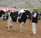 VII Ogólnopolska Wystawa Bydła Hodowlanego - 45