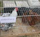 Drób - Szepietowo 2012 XIX Regionalna Wystawa Zwierząt Hodowlanych - 43
