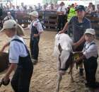 Młody Hodowca - Szepietowo 2012 - 83