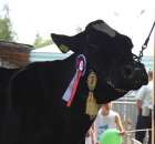 Relacja Foto Agro-Tech Minikowo 2012 - 69