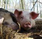 Agromarsz 2012 - 114