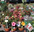 Fotoreportaż z XX Agro-Targów 2011 w Starej Łubiance