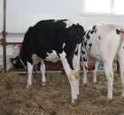 VII Ogólnopolska Wystawa Bydła Hodowlanego - 150