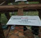 Gołębie Mnich Turgawski Siwy