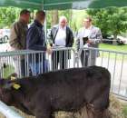 VII Ogólnopolska Wystawa Bydła Hodowlanego - 103